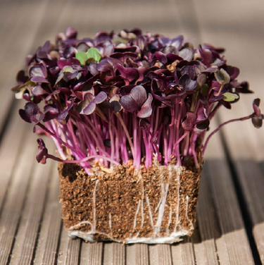 Living Pink Radish Microgreens